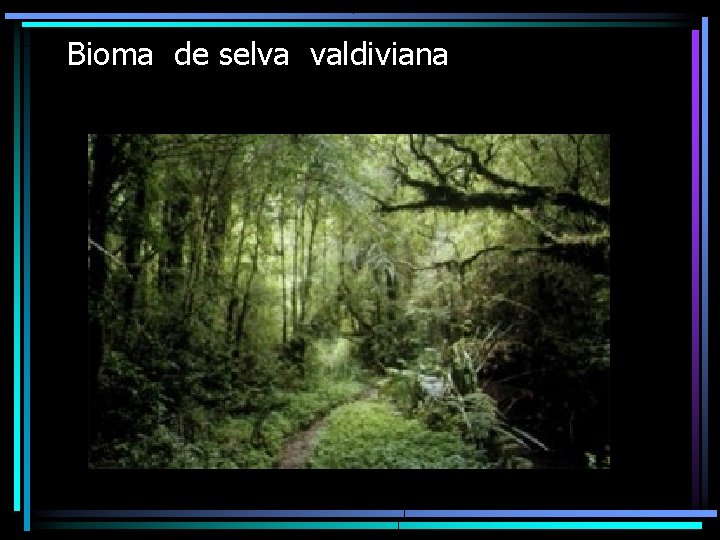 Bioma de selva valdiviana 