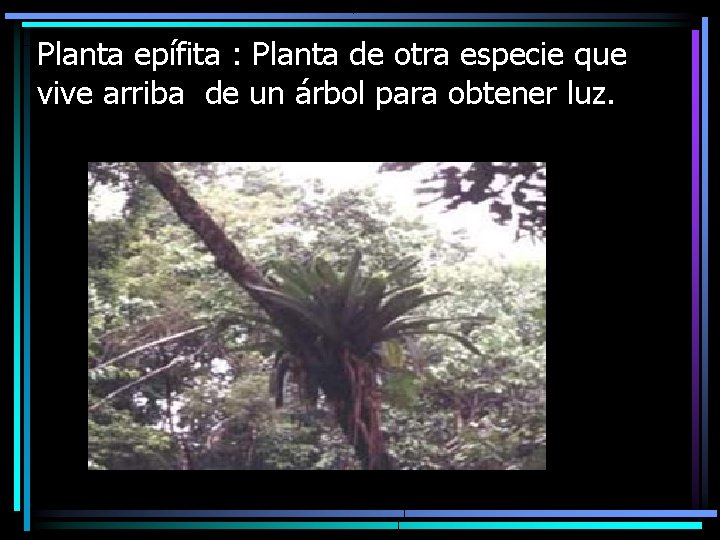 Planta epífita : Planta de otra especie que vive arriba de un árbol para