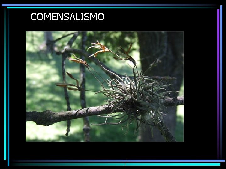 COMENSALISMO 