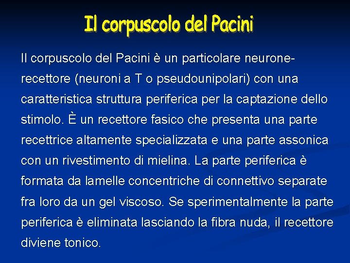 Il corpuscolo del Pacini è un particolare neuronerecettore (neuroni a T o pseudounipolari) con