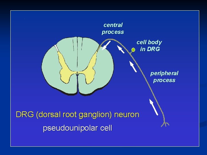 central process cell body in DRG peripheral process DRG (dorsal root ganglion) neuron pseudounipolar