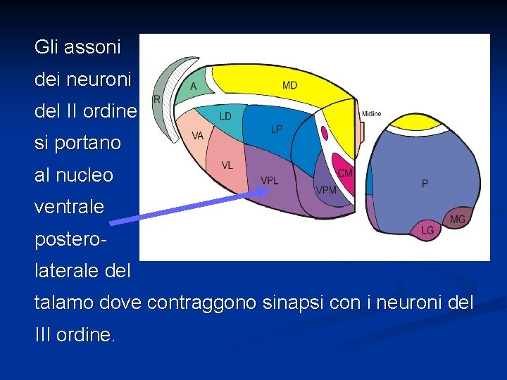 Gli assoni dei neuroni del II ordine si portano al nucleo ventrale posterolaterale del