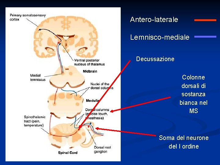 Antero-laterale Lemnisco-mediale Decussazione Colonne dorsali di sostanza bianca nel MS Soma del neurone del