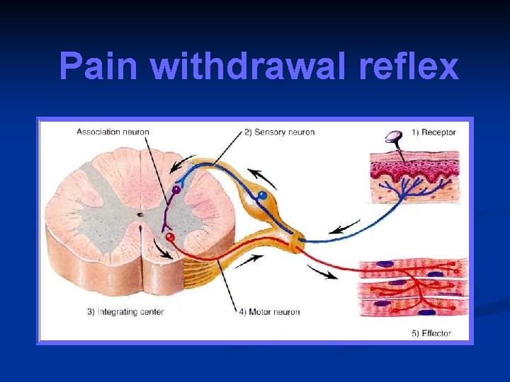 Pain withdrawal reflex 