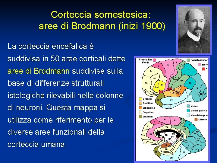 Corteccia somestesica: aree di Brodmann (inizi 1900) La corteccia encefalica è suddivisa in 50