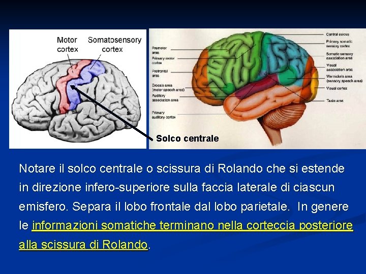 Solco centrale Notare il solco centrale o scissura di Rolando che si estende in