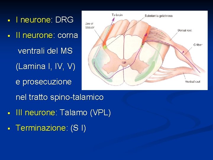 § I neurone: DRG § II neurone: corna ventrali del MS (Lamina I, IV,