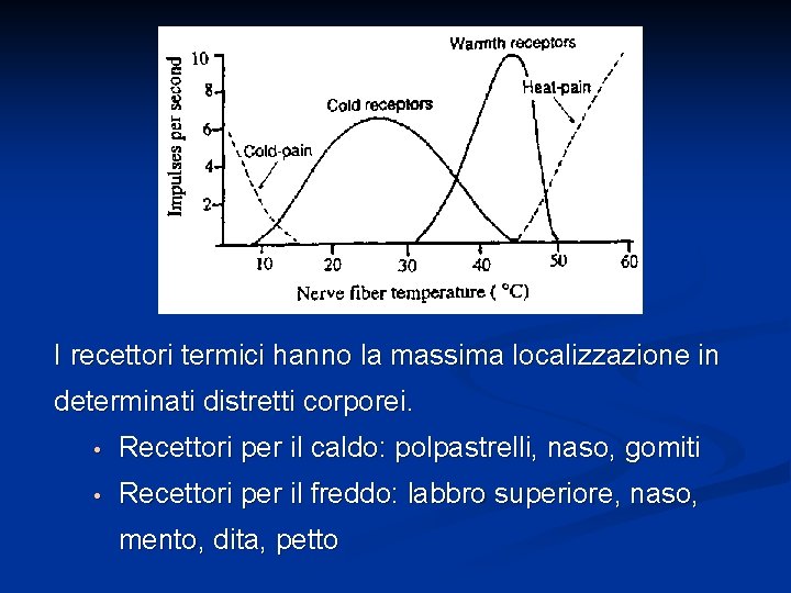 I recettori termici hanno la massima localizzazione in determinati distretti corporei. • Recettori per