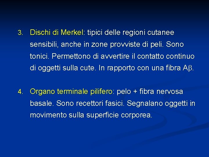 3. Dischi di Merkel: tipici delle regioni cutanee sensibili, anche in zone provviste di