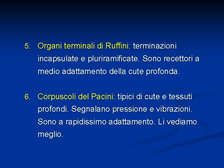 5. Organi terminali di Ruffini: terminazioni incapsulate e pluriramificate. Sono recettori a medio adattamento