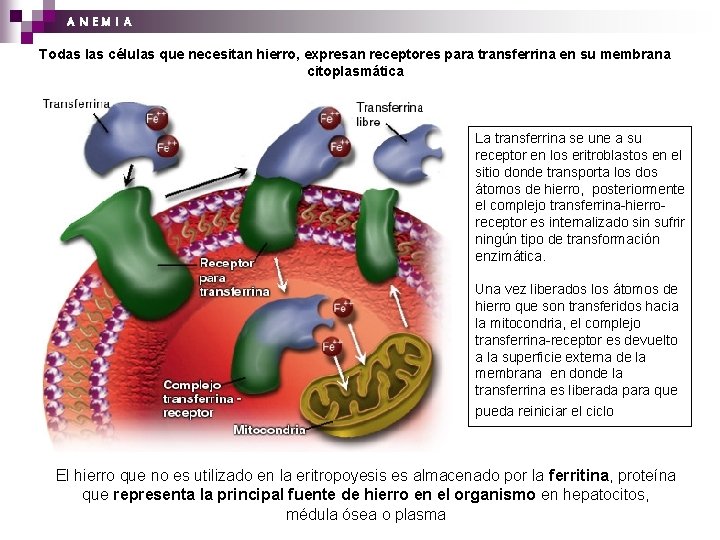 A N EM I A Todas las células que necesitan hierro, expresan receptores para