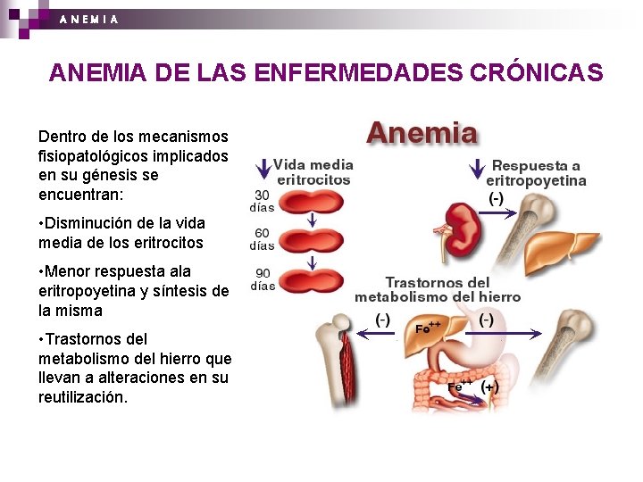 A N EM I A ANEMIA DE LAS ENFERMEDADES CRÓNICAS Dentro de los mecanismos