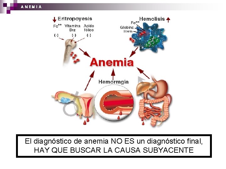 A N EM I A El diagnóstico de anemia NO ES un diagnóstico final,