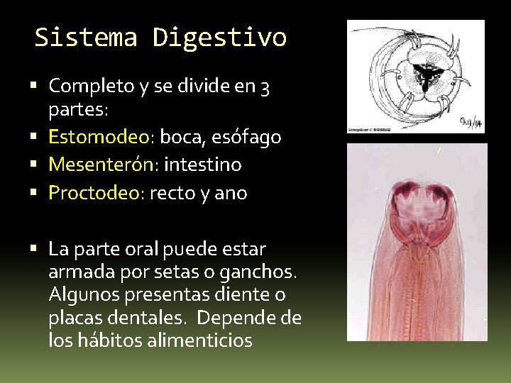Sistema Digestivo Completo y se divide en 3 partes: Estomodeo: boca, esófago Mesenterón: intestino