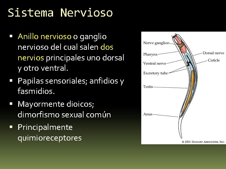 Sistema Nervioso Anillo nervioso o ganglio nervioso del cual salen dos nervios principales uno