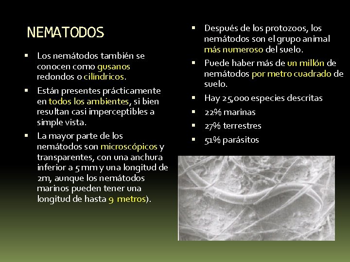 NEMATODOS Los nemátodos también se conocen como gusanos redondos o cilíndricos. Están presentes prácticamente