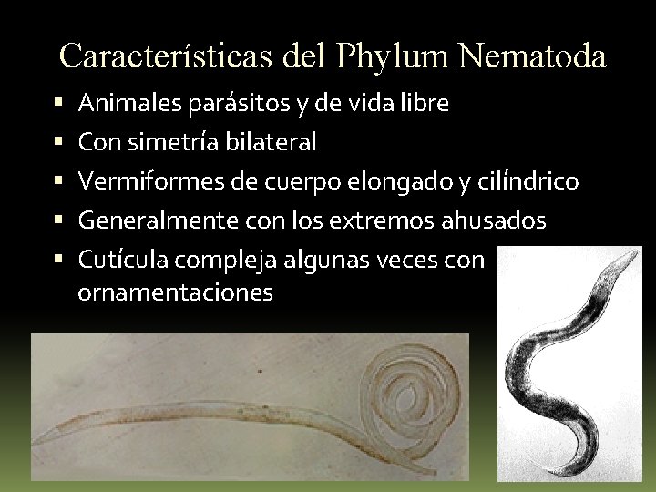 Características del Phylum Nematoda Animales parásitos y de vida libre Con simetría bilateral Vermiformes