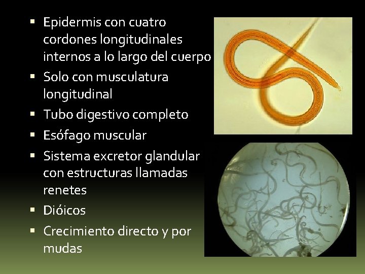  Epidermis con cuatro cordones longitudinales internos a lo largo del cuerpo Solo con