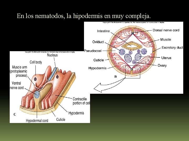 En los nematodos, la hipodermis en muy compleja. 
