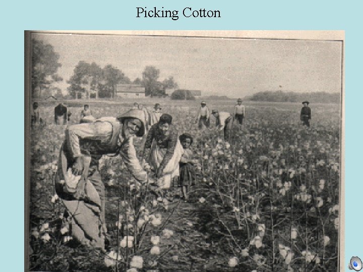 Picking Cotton 