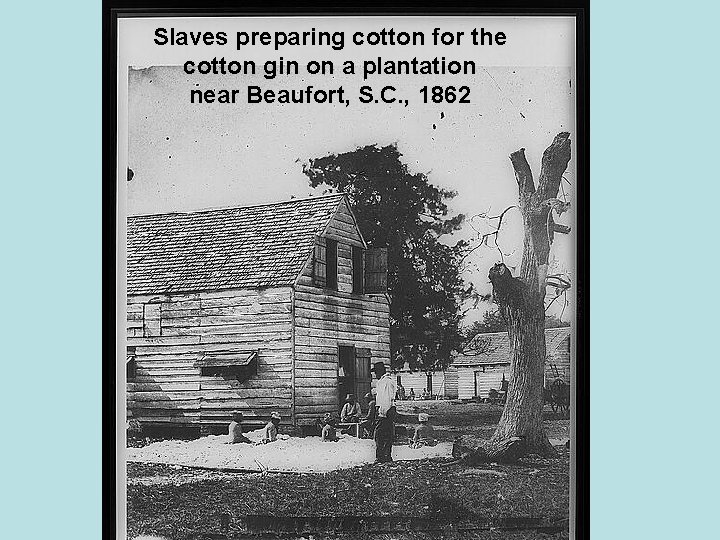 Slaves preparing cotton for the cotton gin on a plantation near Beaufort, S. C.