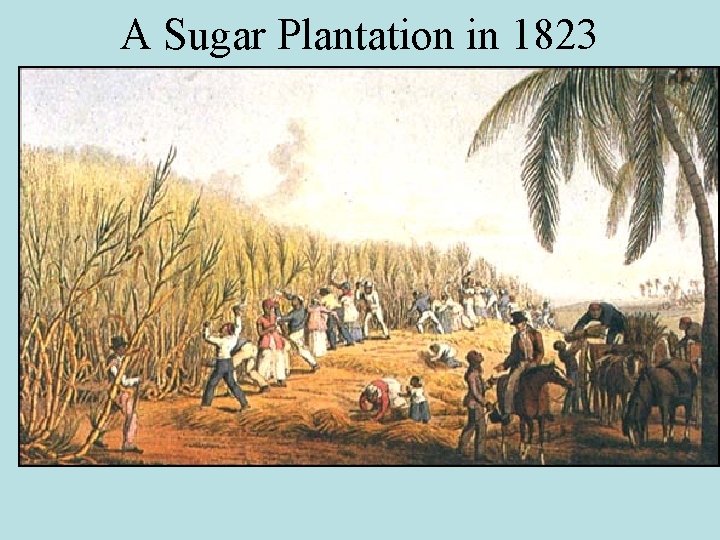 A Sugar Plantation in 1823 