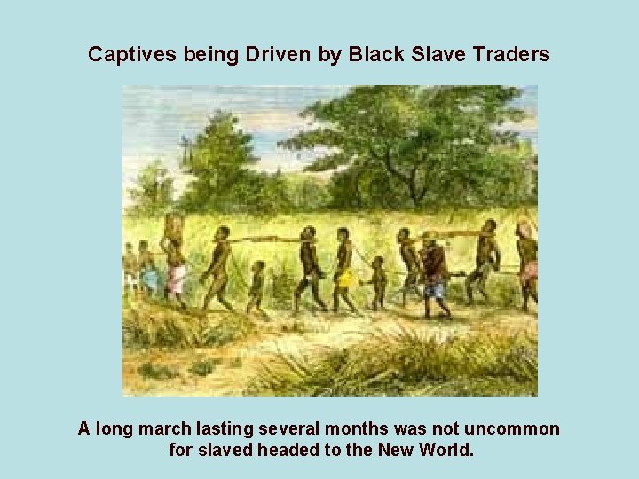 Captives being Driven by Black Slave Traders A long march lasting several months was