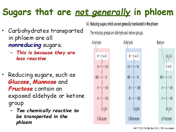 Sugars that are not generally in phloem • Carbohydrates transported in phloem are all