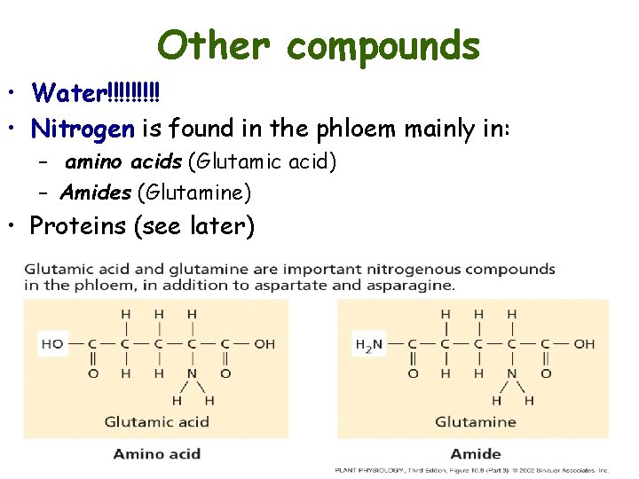 Other compounds • Water!!!!! • Nitrogen is found in the phloem mainly in: –