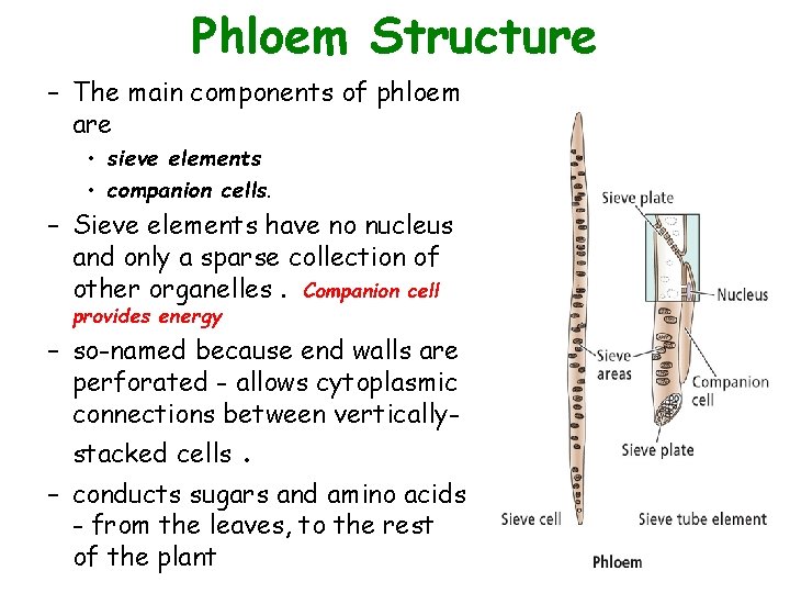 Phloem Structure – The main components of phloem are • sieve elements • companion