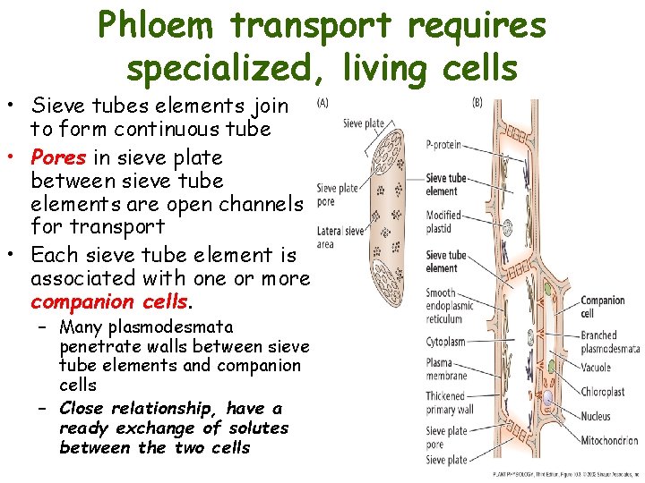 Phloem transport requires specialized, living cells • Sieve tubes elements join to form continuous