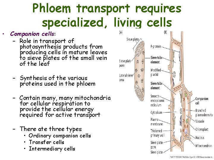 Phloem transport requires specialized, living cells • Companion cells: – Role in transport of