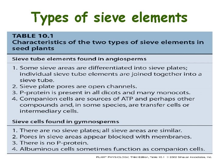 Types of sieve elements 