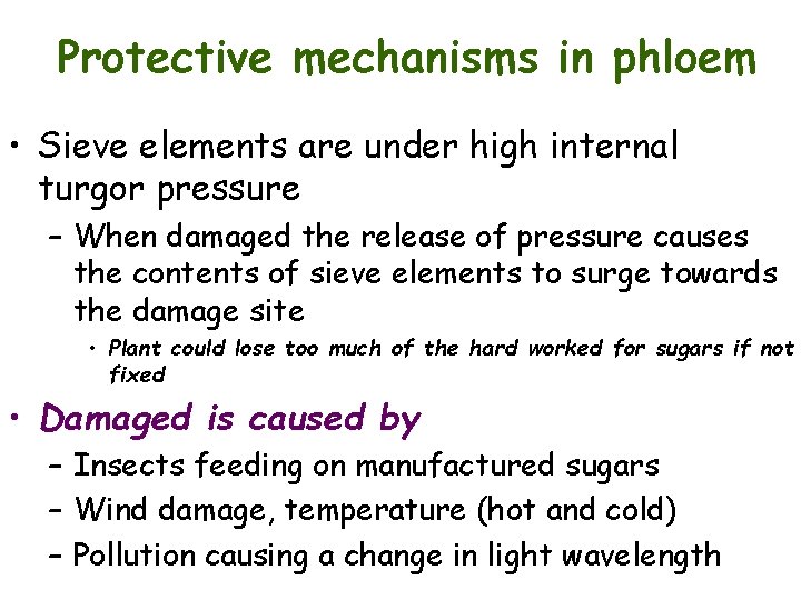 Protective mechanisms in phloem • Sieve elements are under high internal turgor pressure –