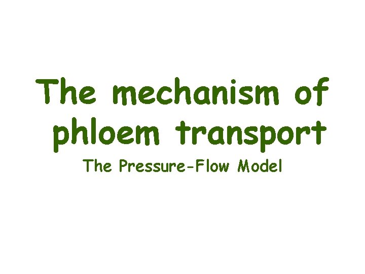 The mechanism of phloem transport The Pressure-Flow Model 