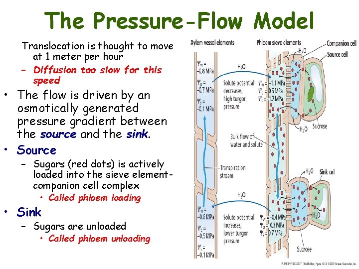 The Pressure-Flow Model Translocation is thought to move at 1 meter per hour –