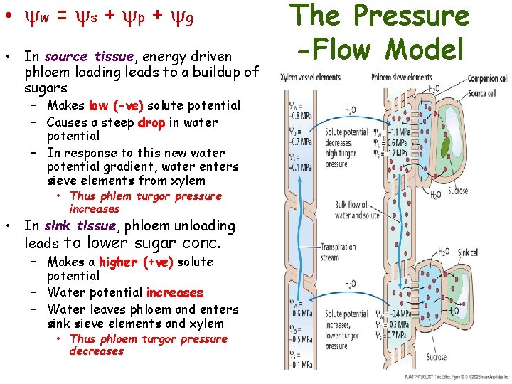  • yw = ys + yp + yg • In source tissue, energy