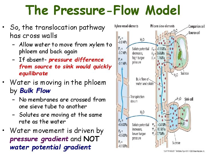 The Pressure-Flow Model • So, the translocation pathway has cross walls – Allow water