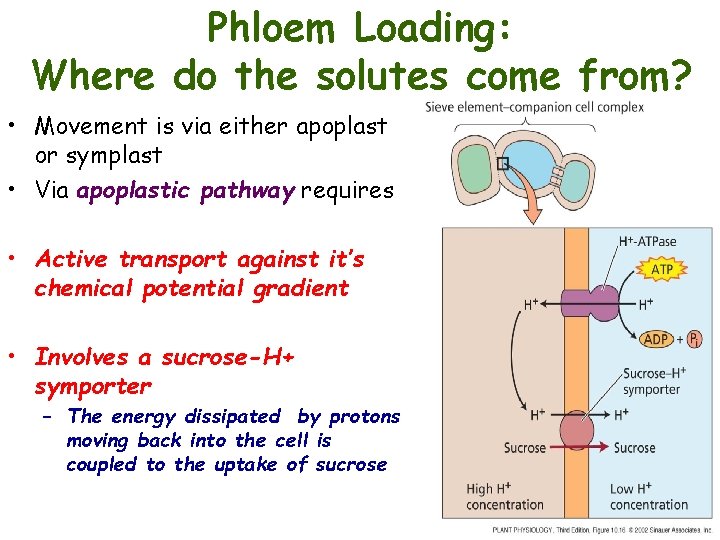 Phloem Loading: Where do the solutes come from? • Movement is via either apoplast