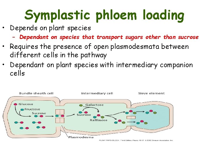 Symplastic phloem loading • Depends on plant species – Dependant on species that transport