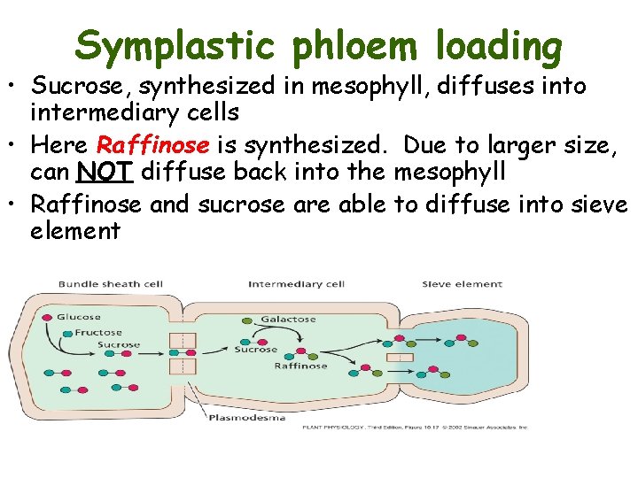 Symplastic phloem loading • Sucrose, synthesized in mesophyll, diffuses into intermediary cells • Here