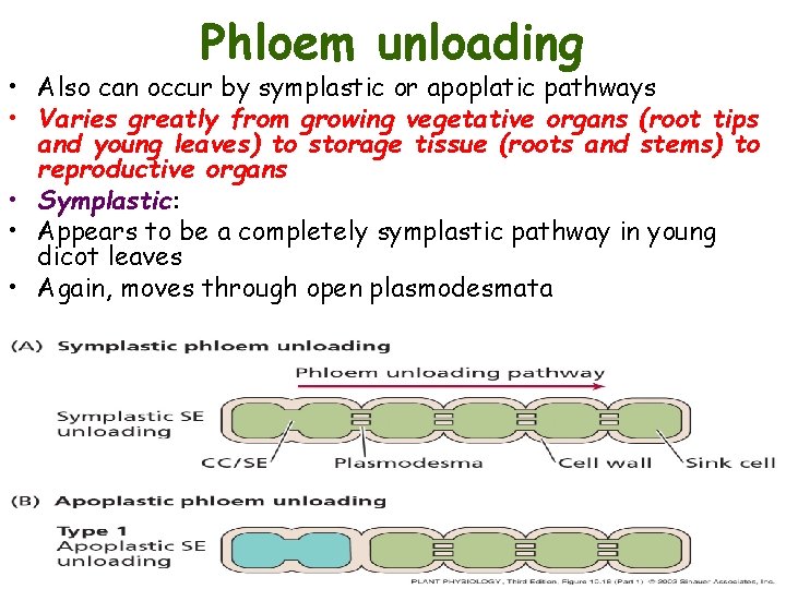 Phloem unloading • Also can occur by symplastic or apoplatic pathways • Varies greatly