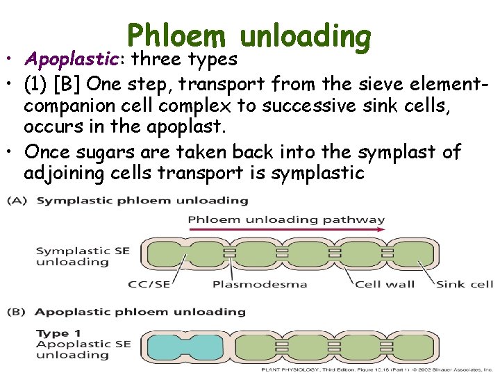 Phloem unloading • Apoplastic: three types • (1) [B] One step, transport from the