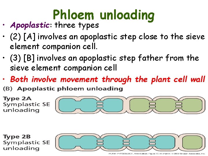 Phloem unloading • Apoplastic: three types • (2) [A] involves an apoplastic step close