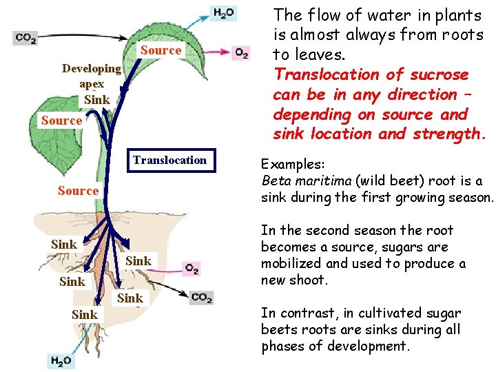 Source Multiple sources and sinks Developing apex Sink Source Translocation Source Sink Sink The