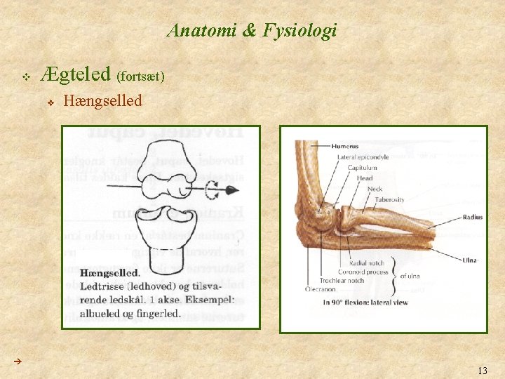 Anatomi & Fysiologi v Ægteled (fortsæt) v Hængselled 13 
