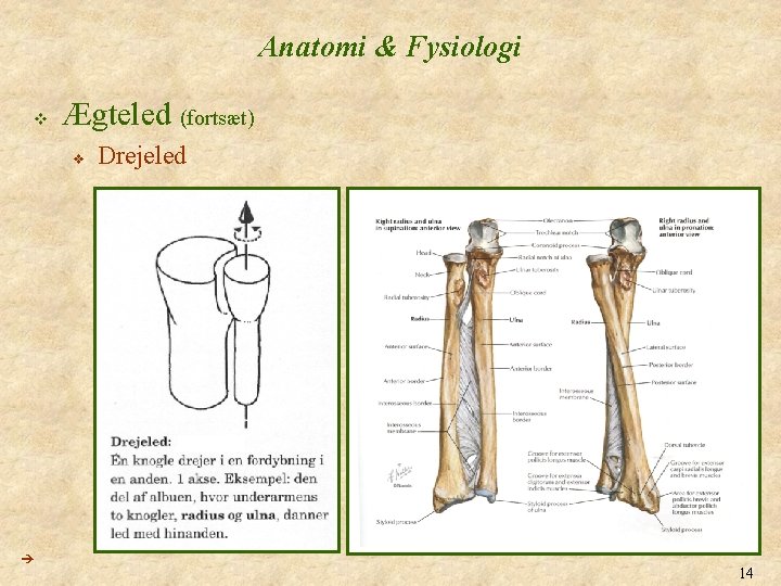 Anatomi & Fysiologi v Ægteled (fortsæt) v Drejeled 14 