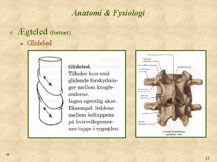 Anatomi & Fysiologi v Ægteled (fortsæt) v Glideled 15 