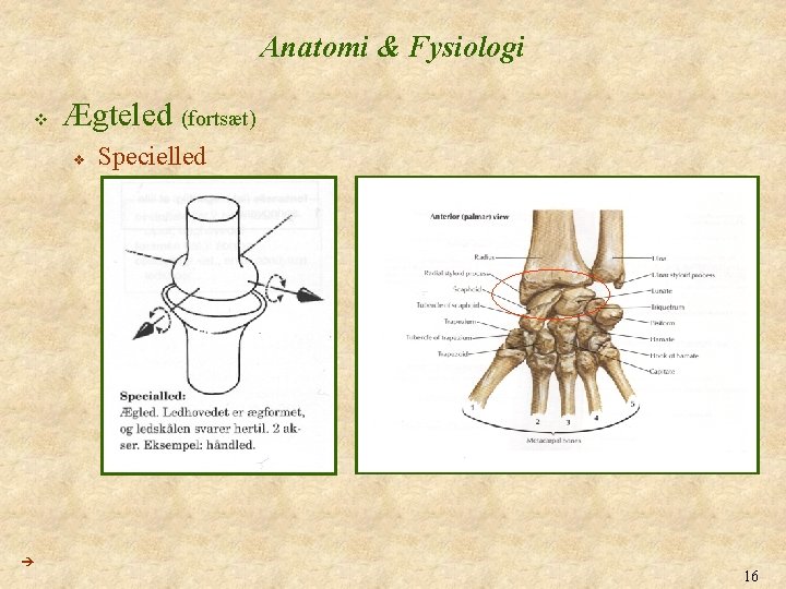Anatomi & Fysiologi v Ægteled (fortsæt) v Specielled 16 