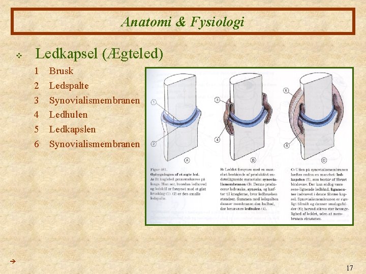 Anatomi & Fysiologi v Ledkapsel (Ægteled) 1 2 3 4 5 6 Brusk Ledspalte